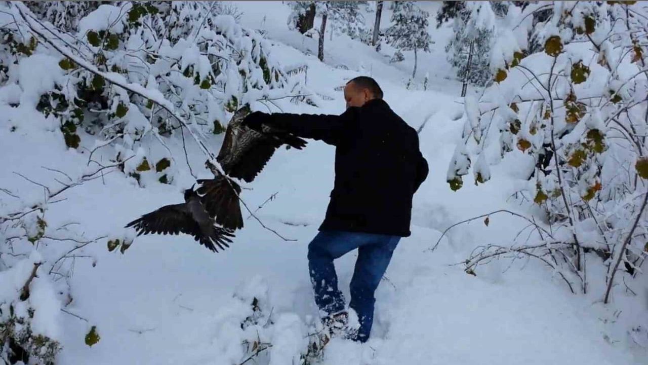 Giresun'da Vatandaşlar Atmacanın Pençesinden Kargayı Kurtardı