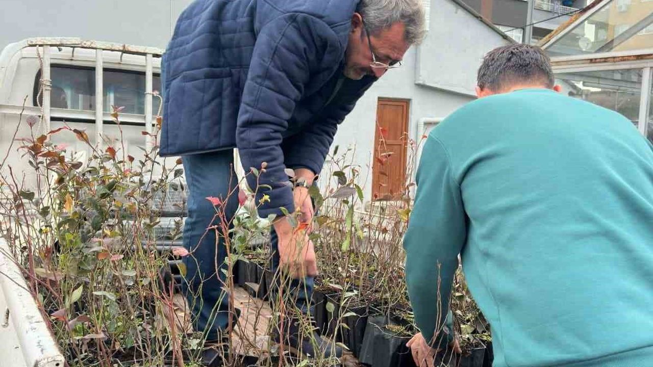 Giresun Eynesil'de Mavi Yemiş Atağı: 6 Çiftçiye Fidan ve Modern Sulama