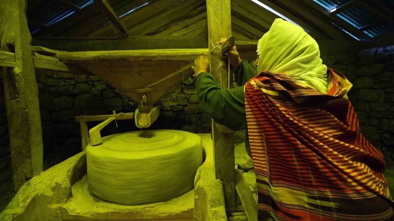 Giresun Yavuzkemal'de Tarihi Değirmenler Yeniden Açıldı — Mısır Unu Gurbet Yollarına