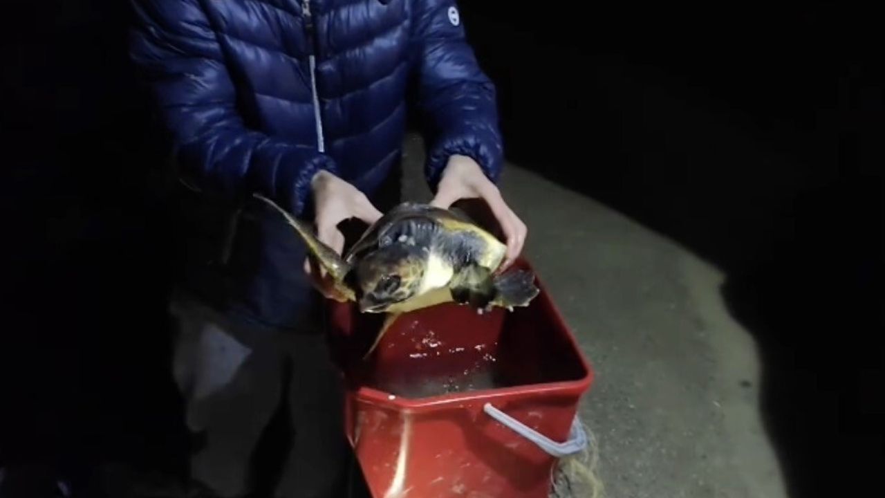 Gökçeada’da Misina ve İpe Dolanan Caretta Caretta Vatandaşlarca Kurtarıldı