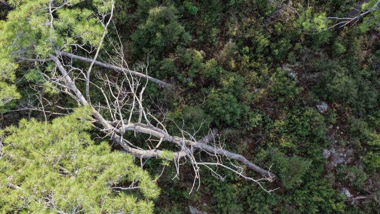 Gökova Konaklamalı Orman Parkı'nda Riskli Ağaçlar İşaretleniyor