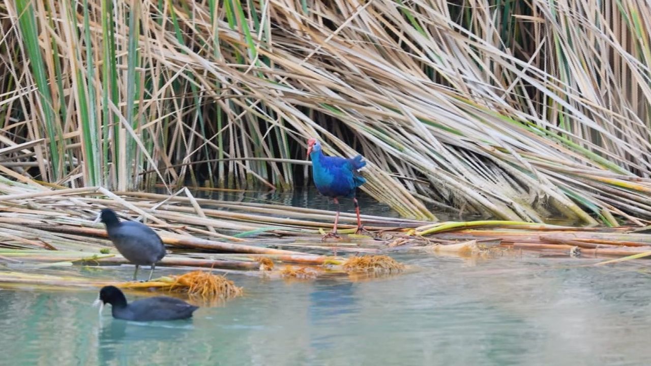Göksu Deltası'nda Nesli Tehlikedeki Saz Horozu Görüntülendi