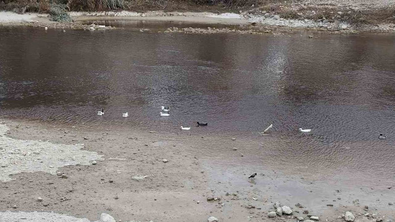 Göksu Nehri Siyah Akıyor: Zeytin Atığı Şüphesi