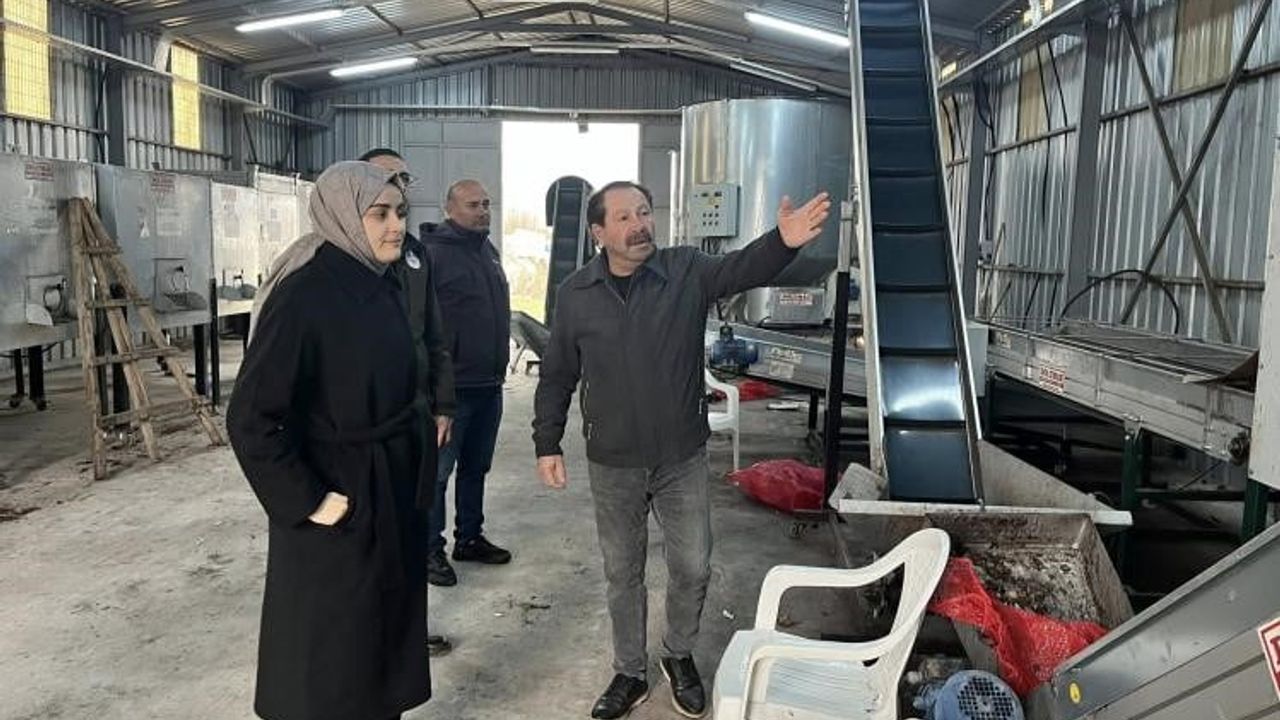 Gölpazarı'nda Ceviz Üretimi Güçleniyor: İşleme ve Kurutma Tesisi İncelemesi