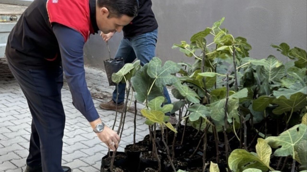 Gömeç’te 499 Sertifikalı İncir Fidanı Dağıtıldı — Üretim Artışı Hedefleniyor