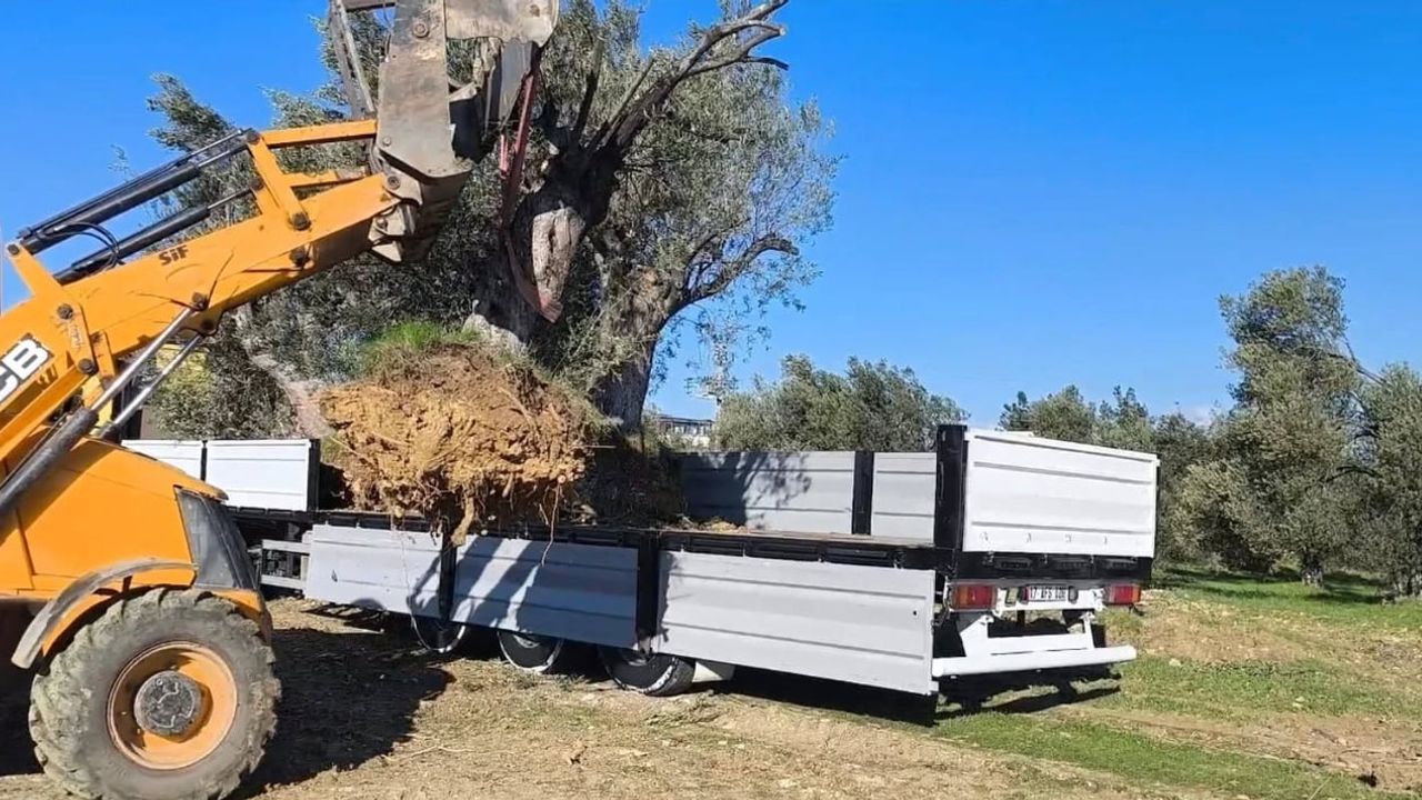 Gömeç'ten Zeytin Uyarısı: İzinsiz Taşıma Hakkında Ceza