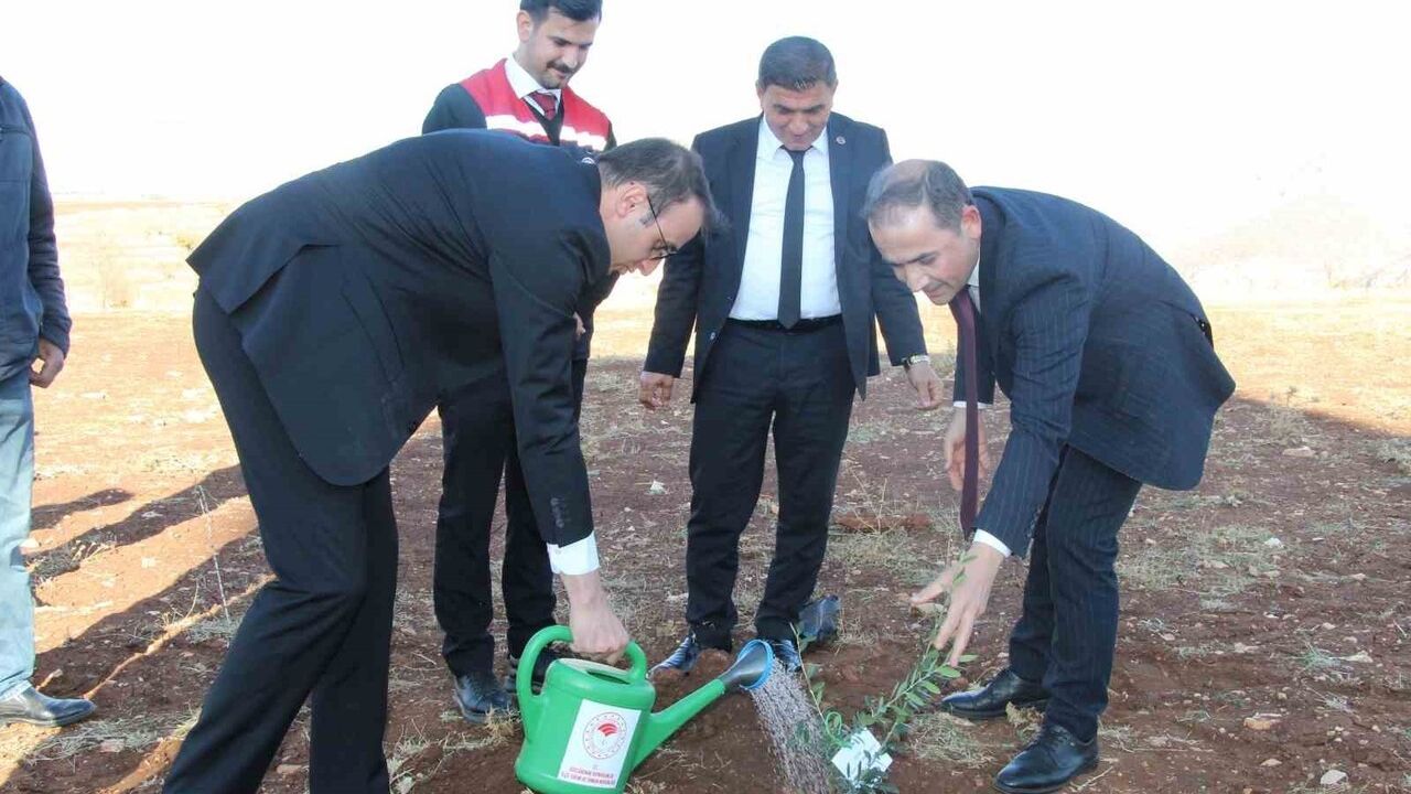 Güçlükonak'ta 4 Bin Halhali Zeytin Fidanı Dağıtıldı — Bahçeciliği Geliştirme Projesi