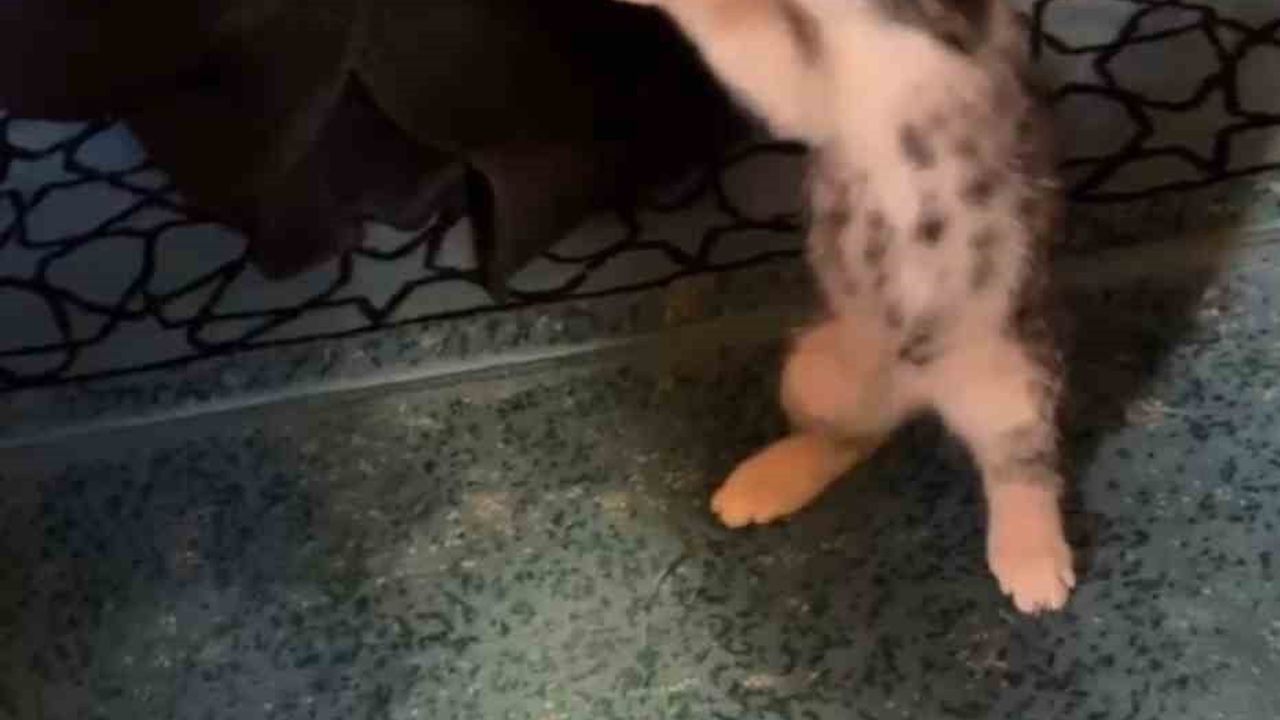 Gümüşhane'de Vaaz Sırasında Yavru Kedi Cemaatle Oynadı