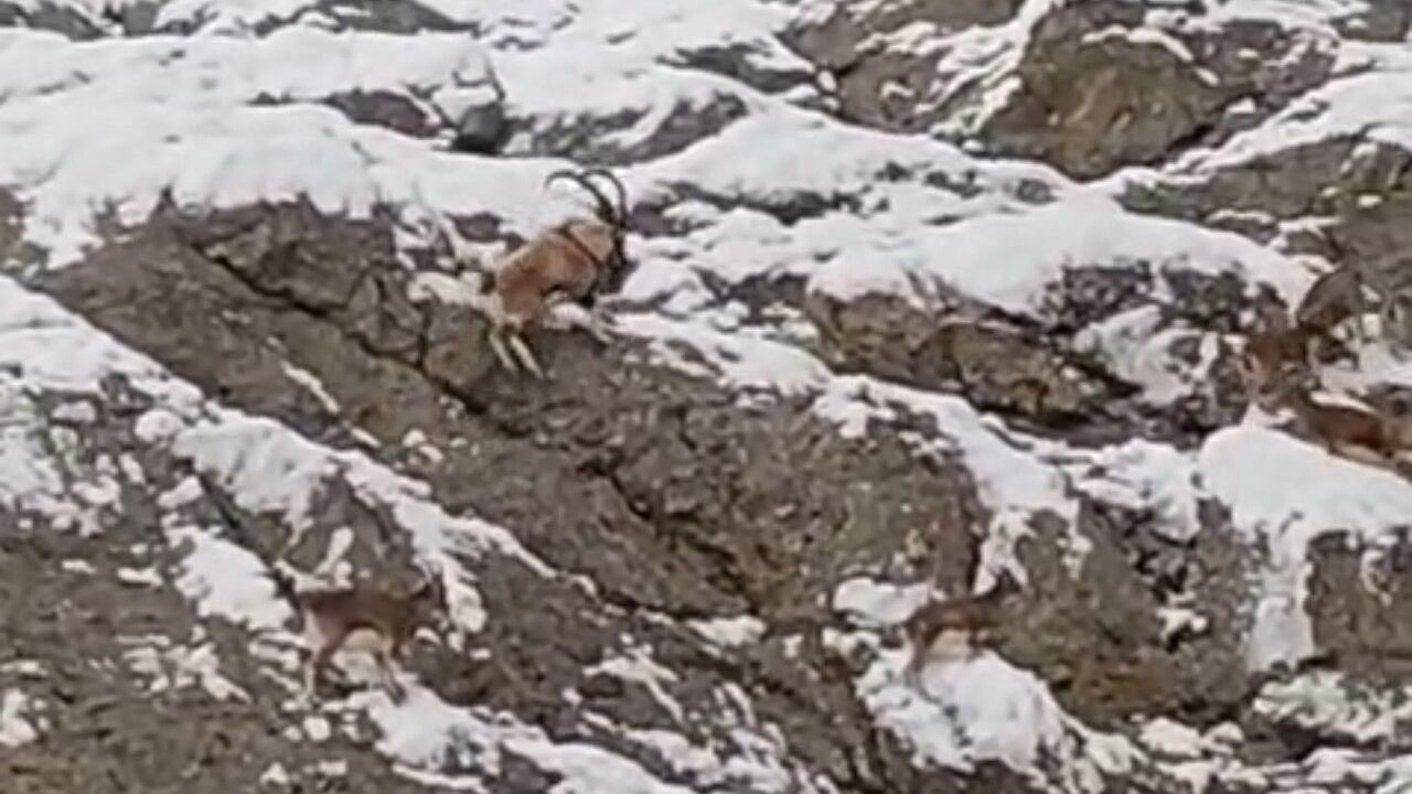 Güzeldere'de Karla Kaplı Yamaçlarda Dağ Keçileri Görüntülendi