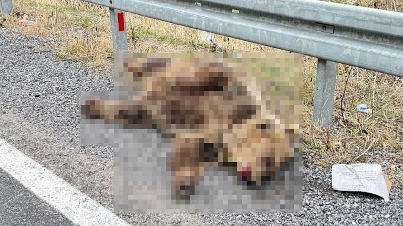 Hakkari'de Araç Çarpması Sonucu Ayı Telef Oldu