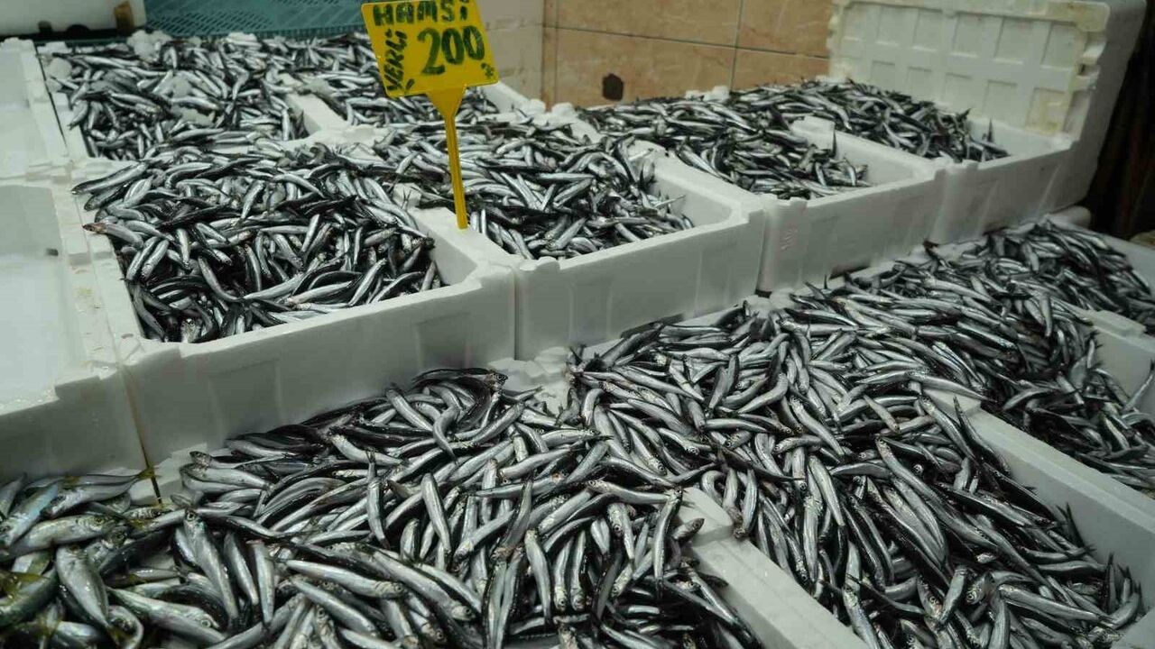 Hamsi Fiyatı 200 TL’ye Yükseldi: Bolluk Azaldı, Talep Sürüyor