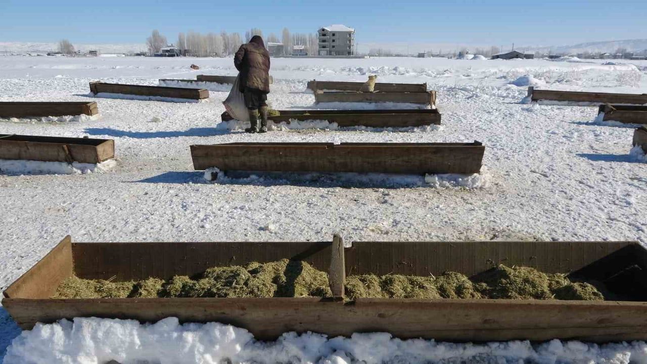 Hasköy'de Besicilerin Zorlu Kışı: Karla Mücadele ve Yemleme Mesaisi