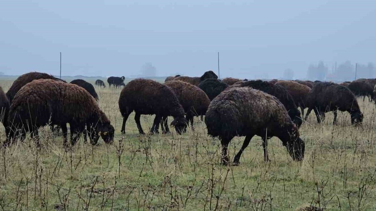 Hasköy (Muş) — Mevsim Üstü Sıcaklık Besicileri Sevindirdi