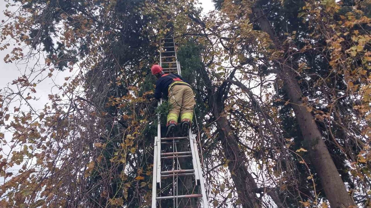 Hatay'da Ağaçta Mahsur Kalan Şahin İtfaiye Tarafından Kurtarıldı