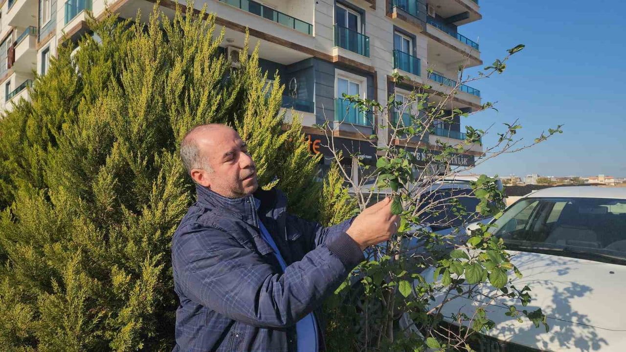 Hatay'da Aralıkta Meyve Veren Erik Ağacı Dikkat Çekti