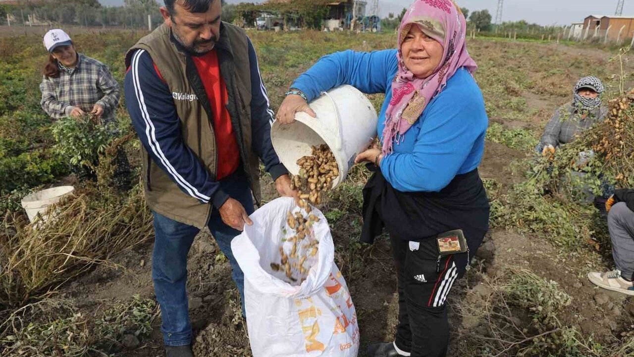 Hatay'da Kuraklık Yer Fıstığı Rekoltesini Yarıya Düşürdü — Hasat Başladı