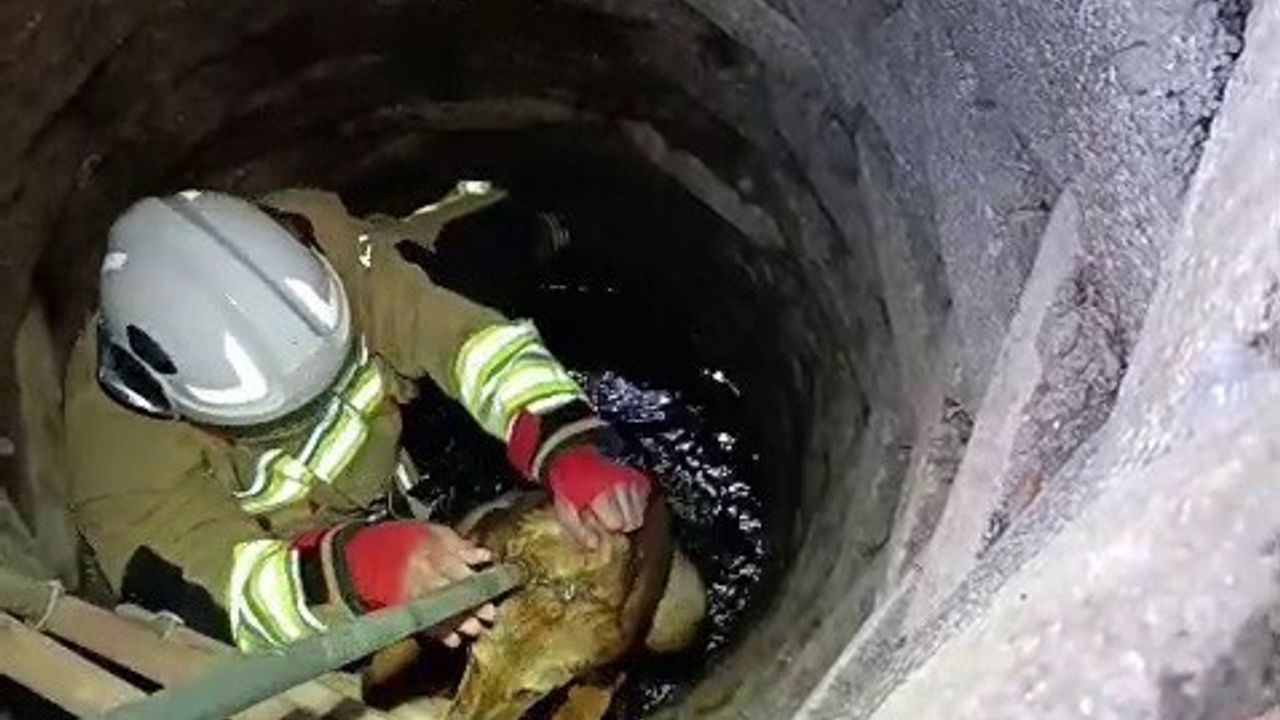 Hatay'da Kuyuya Düşen Köpek İtfaiye Ekiplerince Kurtarıldı