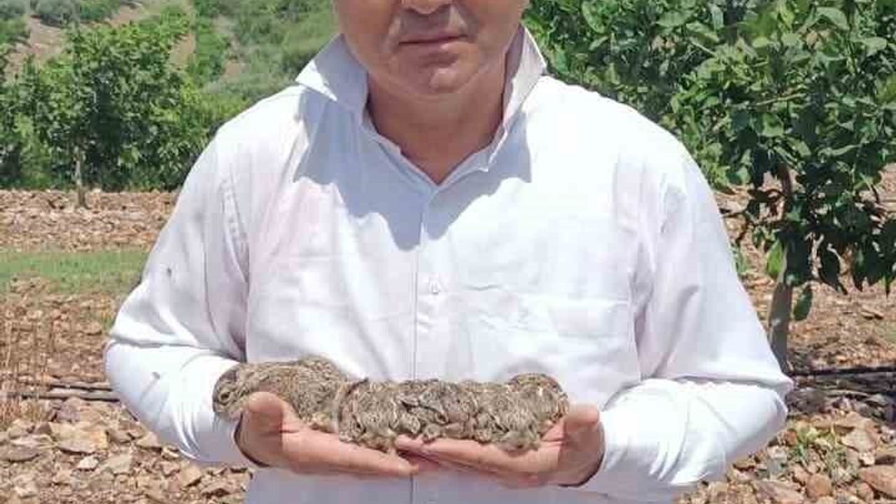 Hatay'da merhametli çiftçi, tavşanları elleriyle yakalayarak mandalina fidanlarını korudu