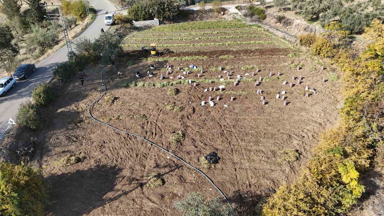 Hatay’da Tatlı Patates Hasadı Sona Erdi: Verim Kuraklıkla Yarıya Düştü