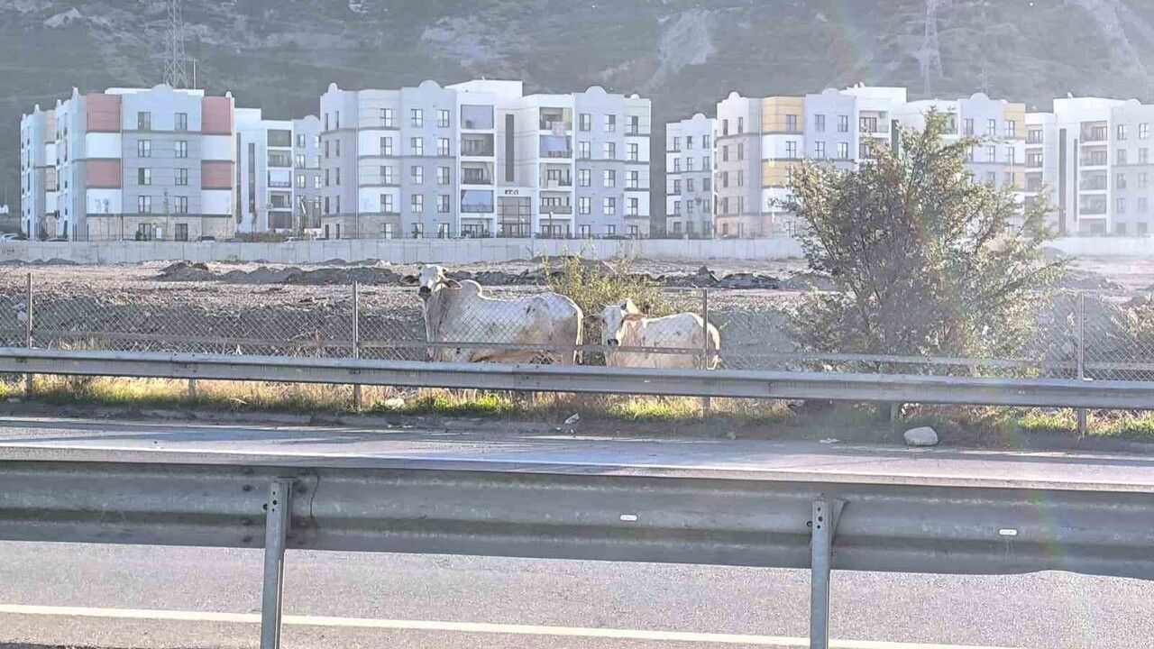 Hatay'da Tır Kazası Sonrası Kaçan Anguslar Şehirde Tedirginlik Yarattı