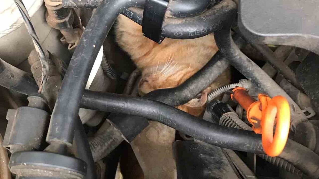 Hatay'da Üşüyen Yavru Kedi Otomobilin Motoruna Girdi — İtfaiye Kurtardı