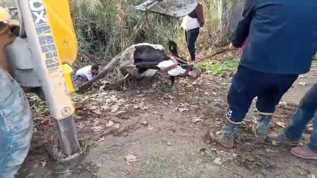 Hatay Kırıkhan'da Dereye Düşen İnek İtfaiye Ekiplerince Kurtarıldı