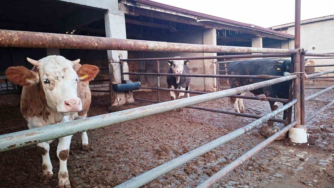 Hisarcık'ta Şap Karantinası Yeniden Başladı