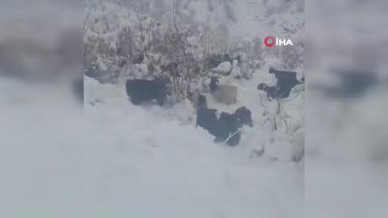 Hizan’da Kar Yağışı Merada Sürüyü Hazırlıksız Yakaladı
