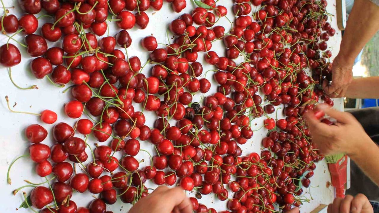 Huriye Özener: Coğrafi işareti bilenler yüzde 78'e çıktı