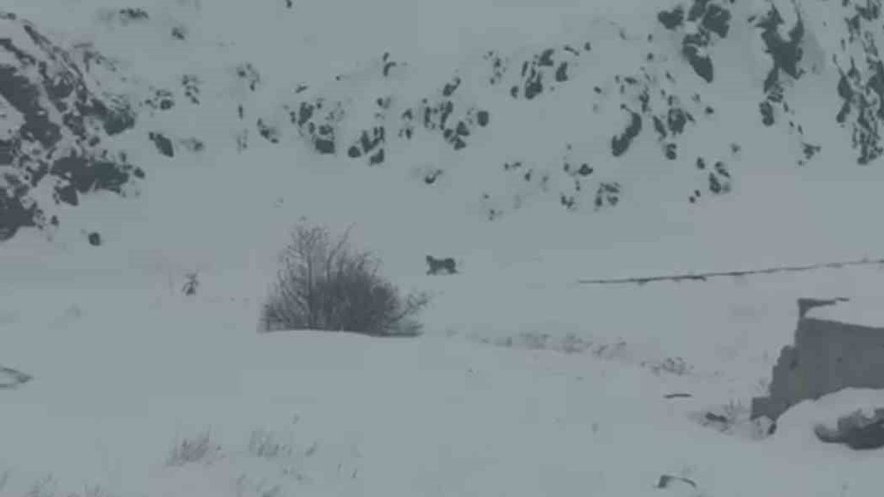 Iğdır'da 3 vaşak köye indi: Kar nedeniyle yiyecek arayışı