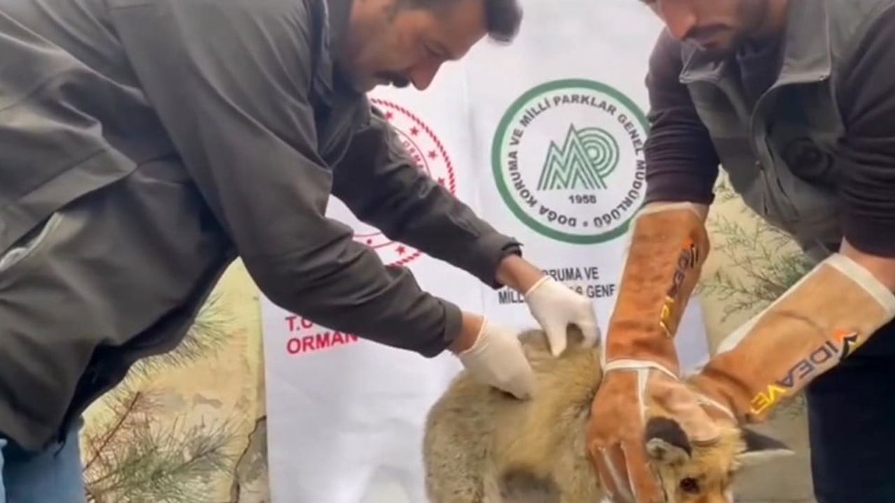 Iğdır'da Yaralı Kızıl Tilki Tedavi Edilip Doğaya Salındı