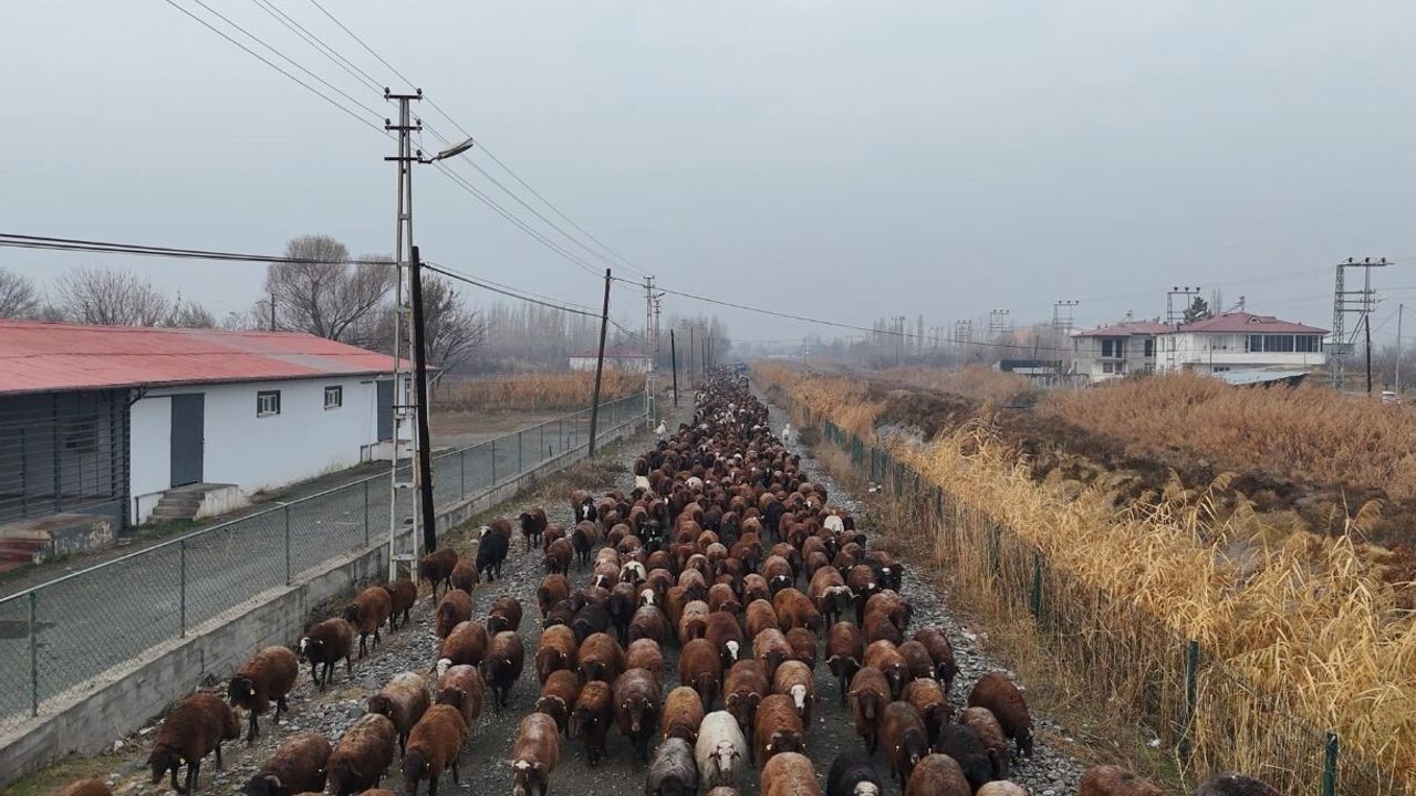 Iğdırlı Göçerler Yayla Dönüşünü Tamamlayıp Iğdır'a Ulaştı