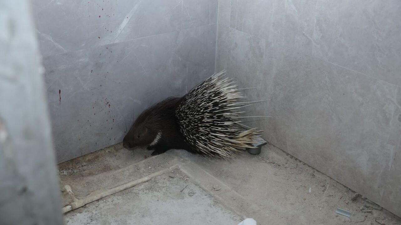 İncirliova’da Nesli Tehlikedeki Oklu Kirpi Kurtarıldı