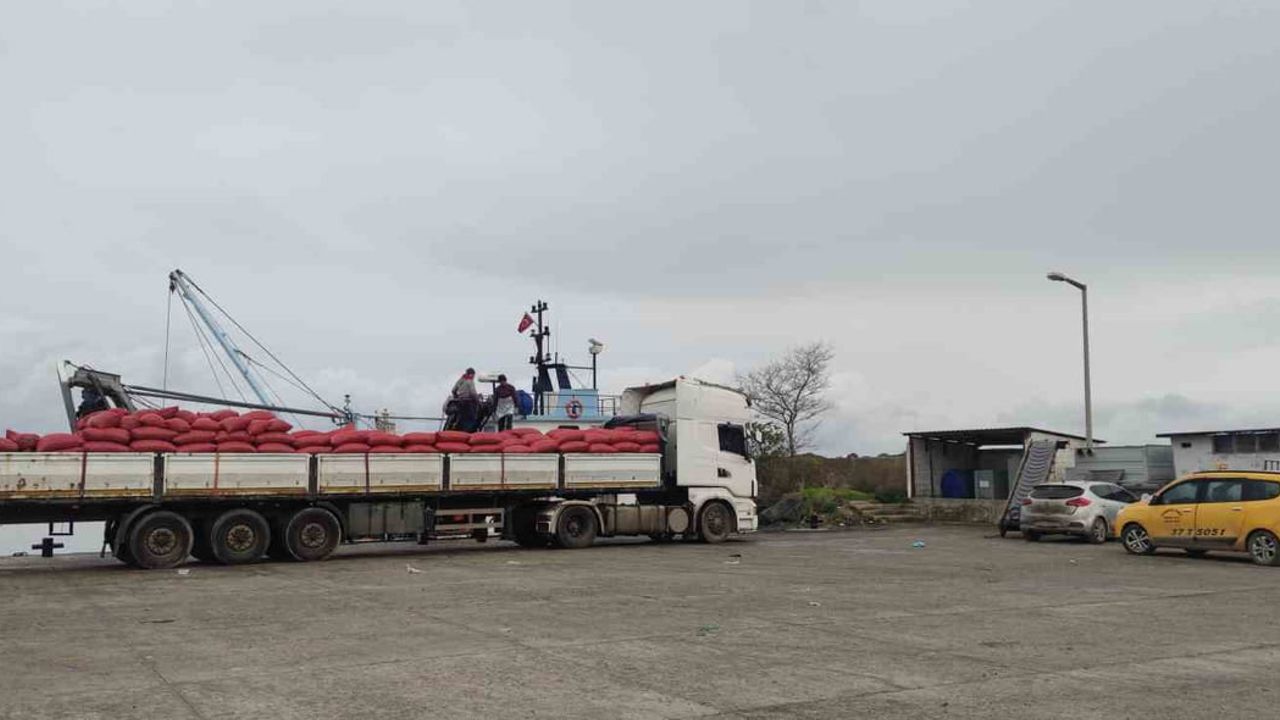 İnebolu'da Beyaz Kum Midyesine Sıkı Denetim: 1.400 Ton Karaya Çıkarıldı