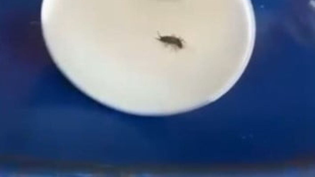 Isparta'da Döner Salonu Mühürlendi: Haşere ve Çiğ Tavuk İddiası