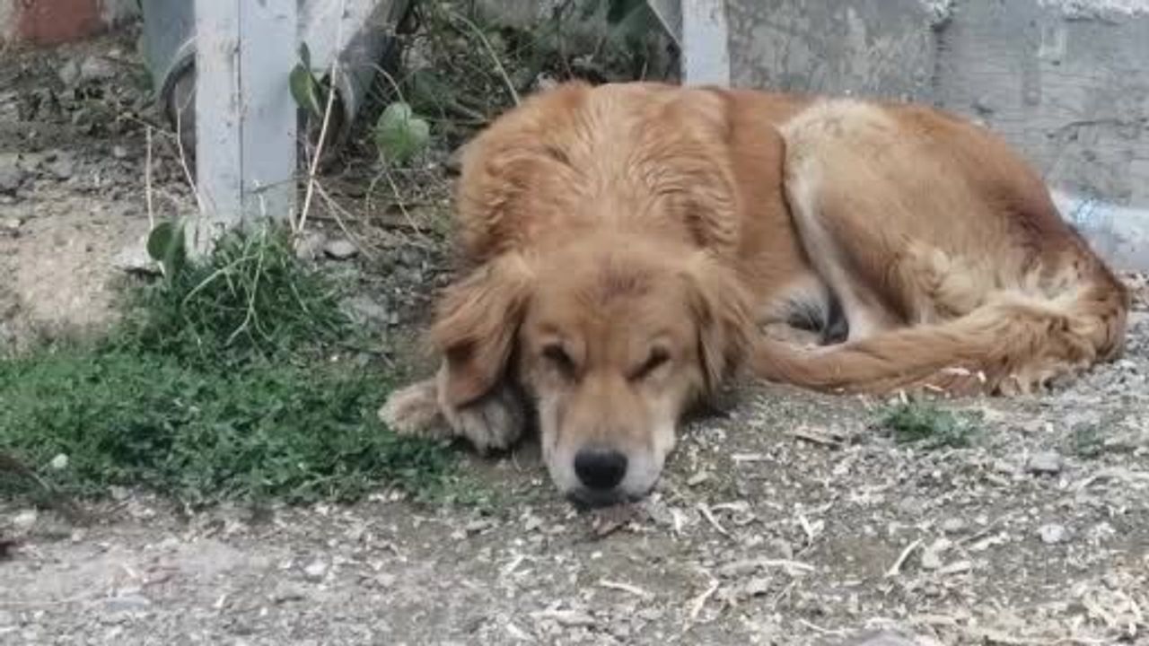Isparta Hisarardı'da Art Arda Köpek Ölümleri: Valilik İnceleme Başlattı