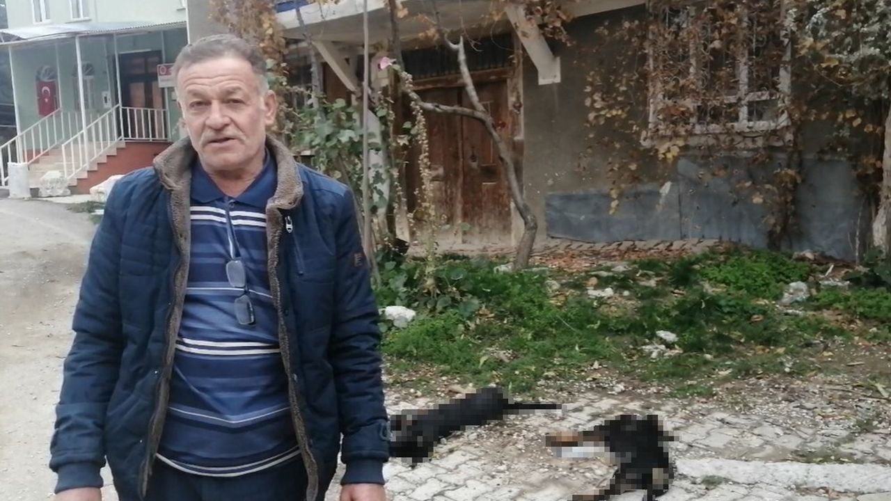 Isparta Hisarardı'da Köpek Ölümleri: Valilik İnceleme Başlattı