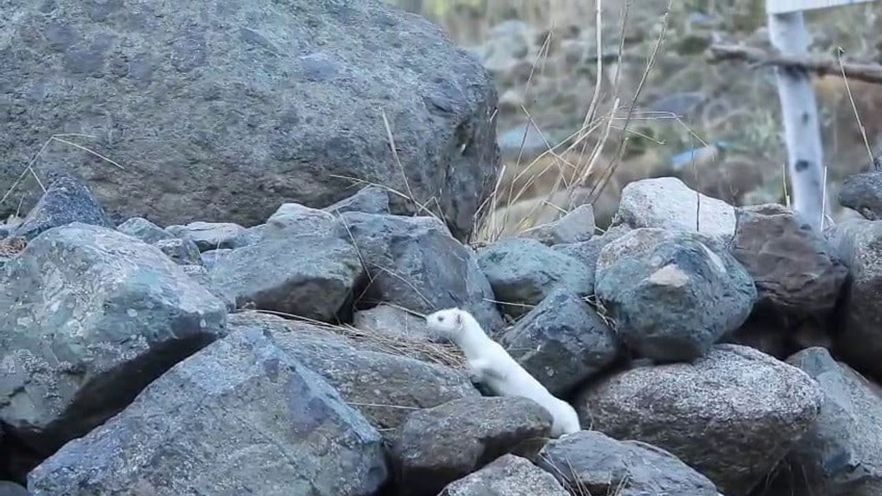 İspir'de Gelincikler Kışla Renk Değiştirdi