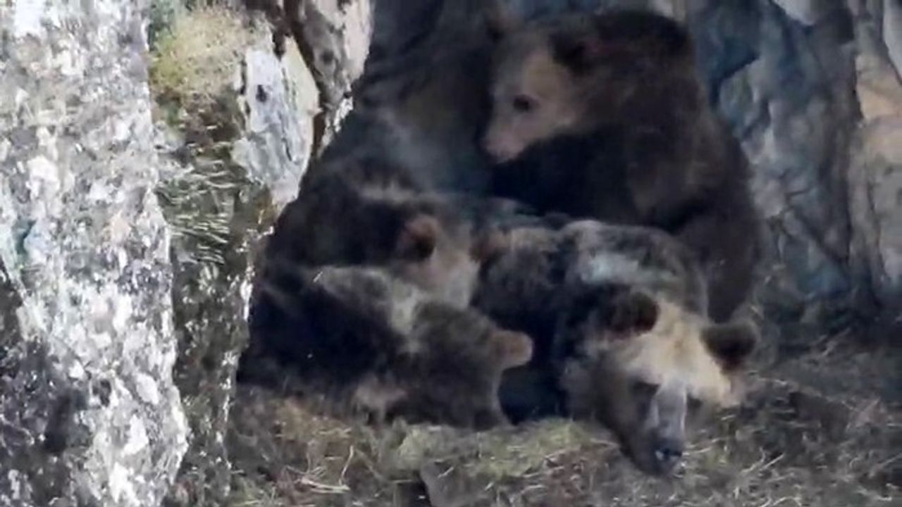 İspir’de Kış Uykusuna Hazırlanan Ayı Ailesi Cep Telefonuyla Görüntülendi