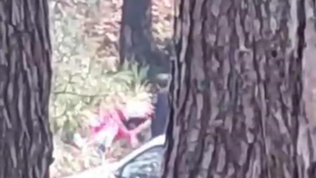 İzmir Buca’da Ormanlık Alanda Kadın Darbedildi — O Anlar Kamerada