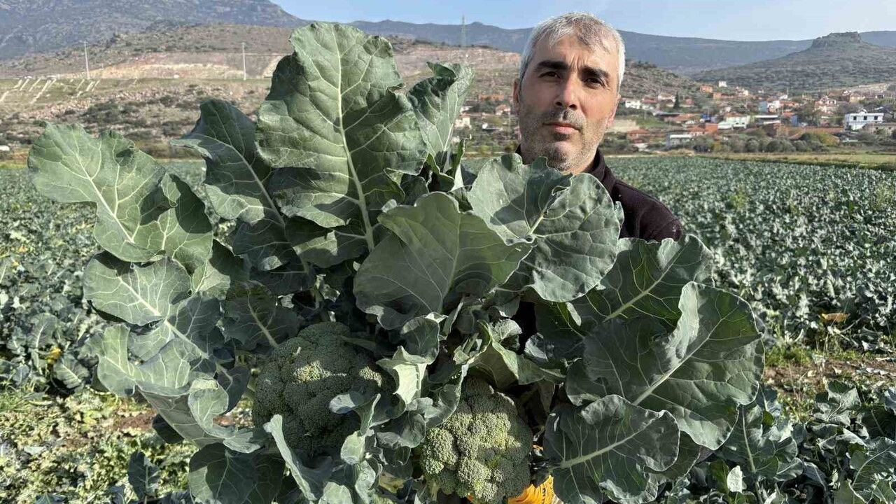 İzmir'de Brokoli Hasadı Başladı: Menemen Ovası 'Yeşil Altın'ı Topluyor