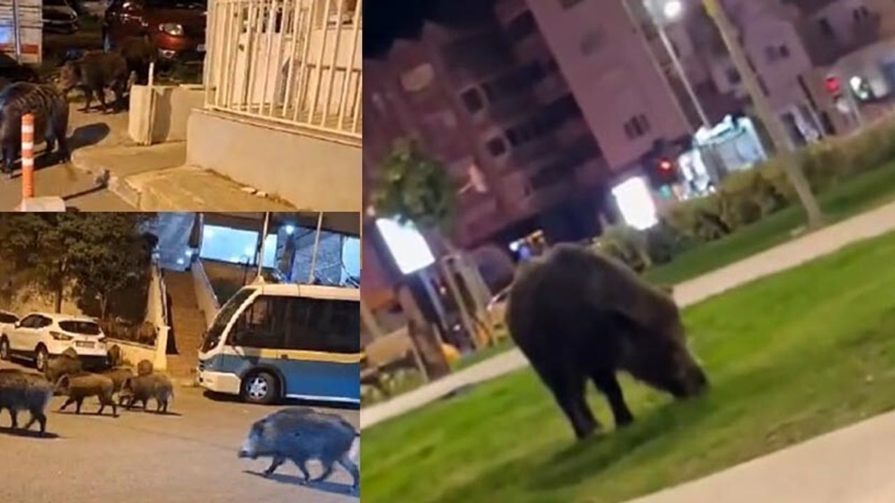 İzmir'de Yaban Domuzları Sokaklara İndi: Balçova, Narlıdere, Bornova'da Korku
