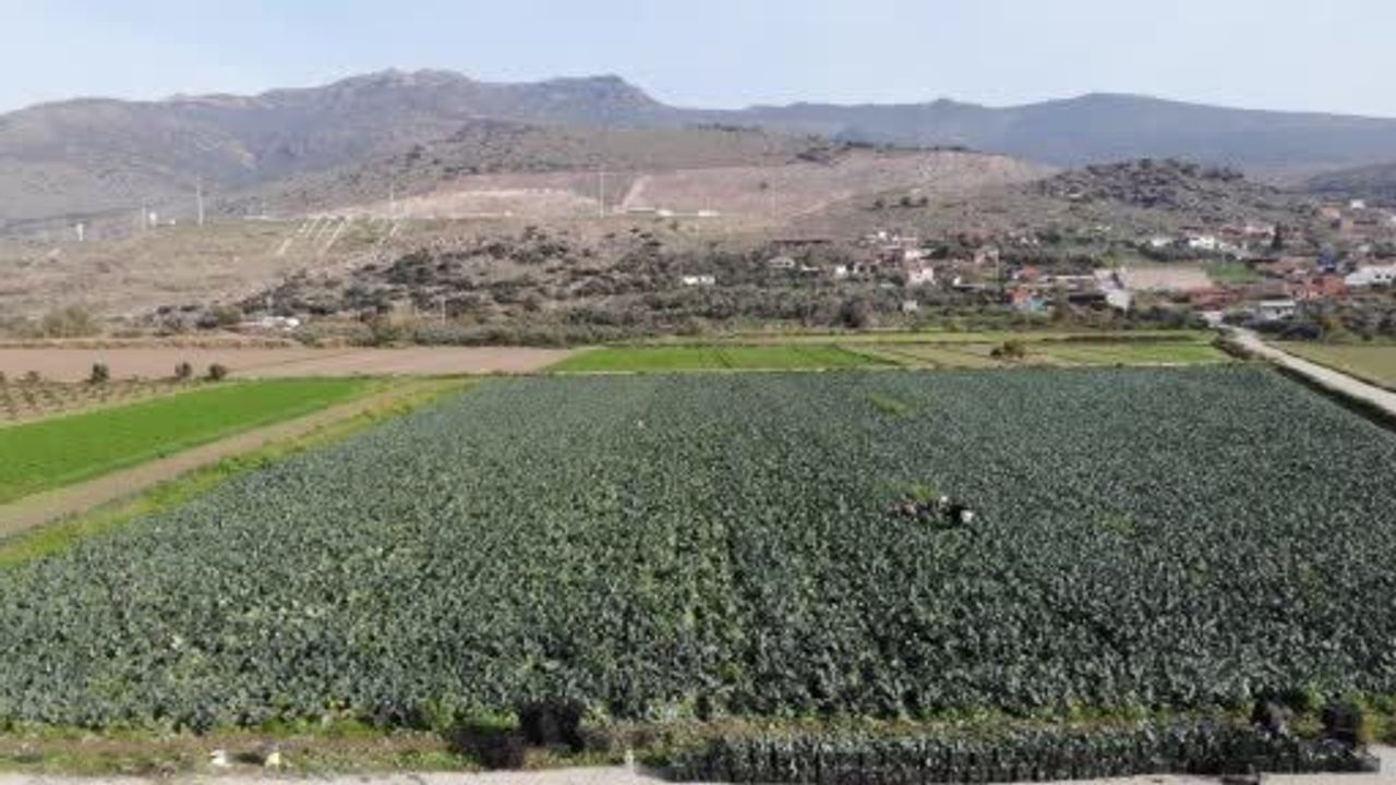 İzmir'de 'Yeşil Altın' Brokoli Hasadı Başladı