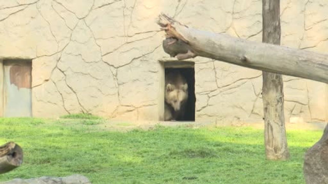 İzmir Doğal Yaşam Parkı'na siyah jaguar Jüliet ve bozayı Yumuk transfer edildi