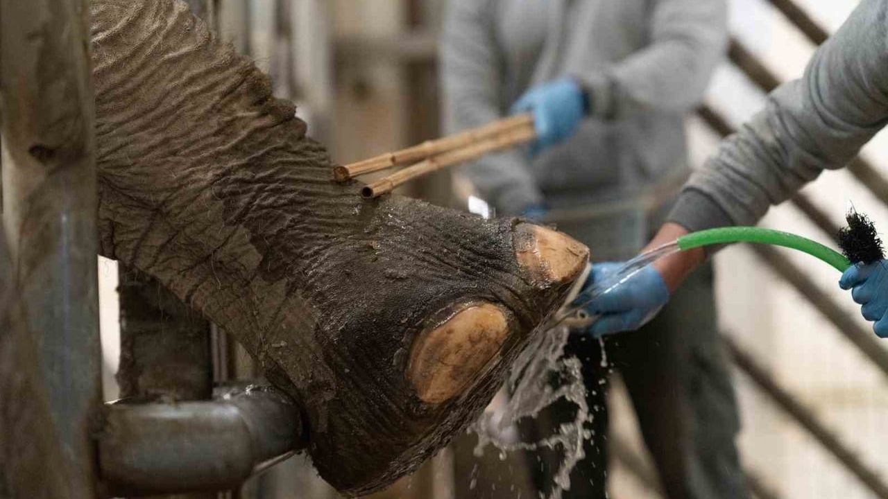 İzmir Doğal Yaşam Parkı’nda Asya Fillerine Hayati Ayak Bakımı