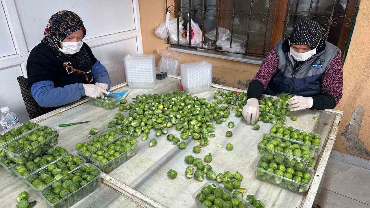 İznik'te Brüksel lahanası fiyatı çöktü: Üretici maliyeti karşılayamıyor
