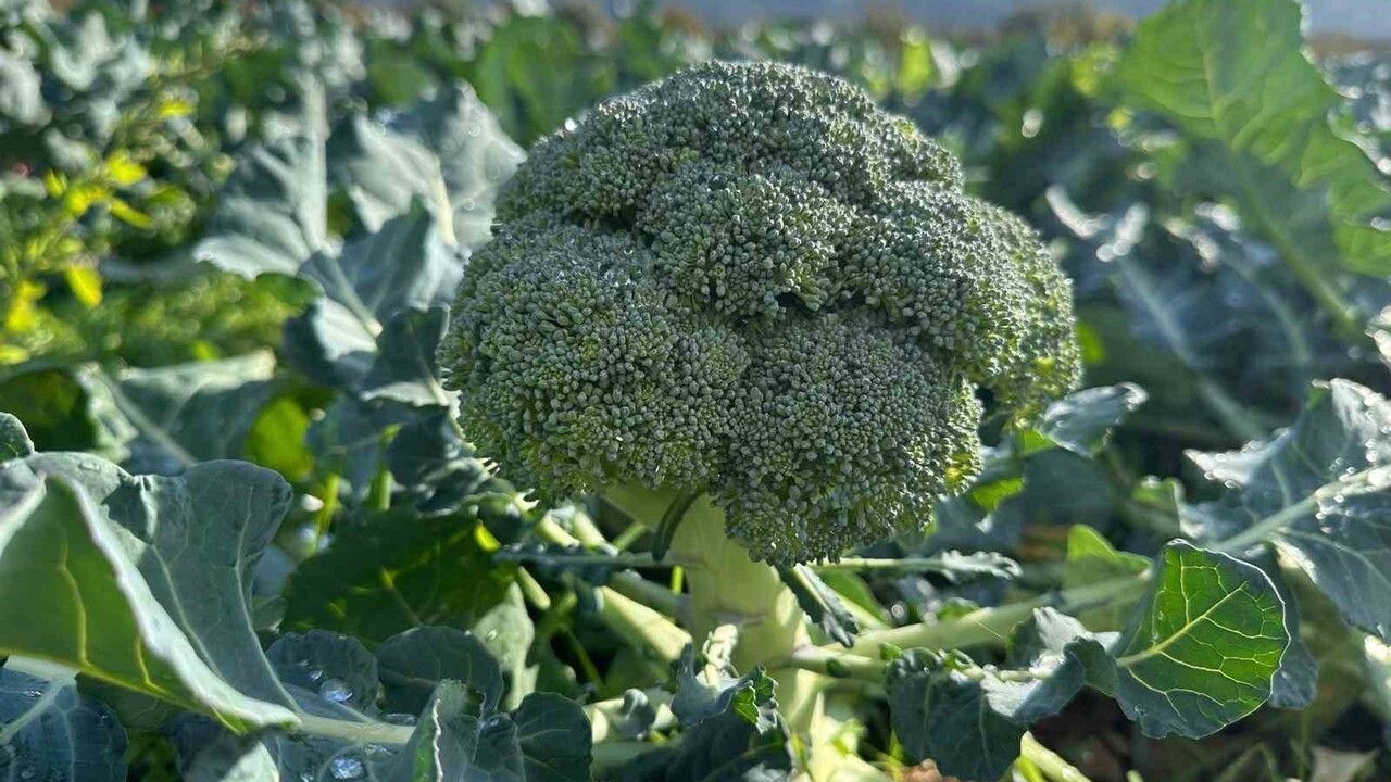 İznik'te Tarladan 10 TL'ye Düşen Brokoli Pazarda 70 TL'ye Satılıyor