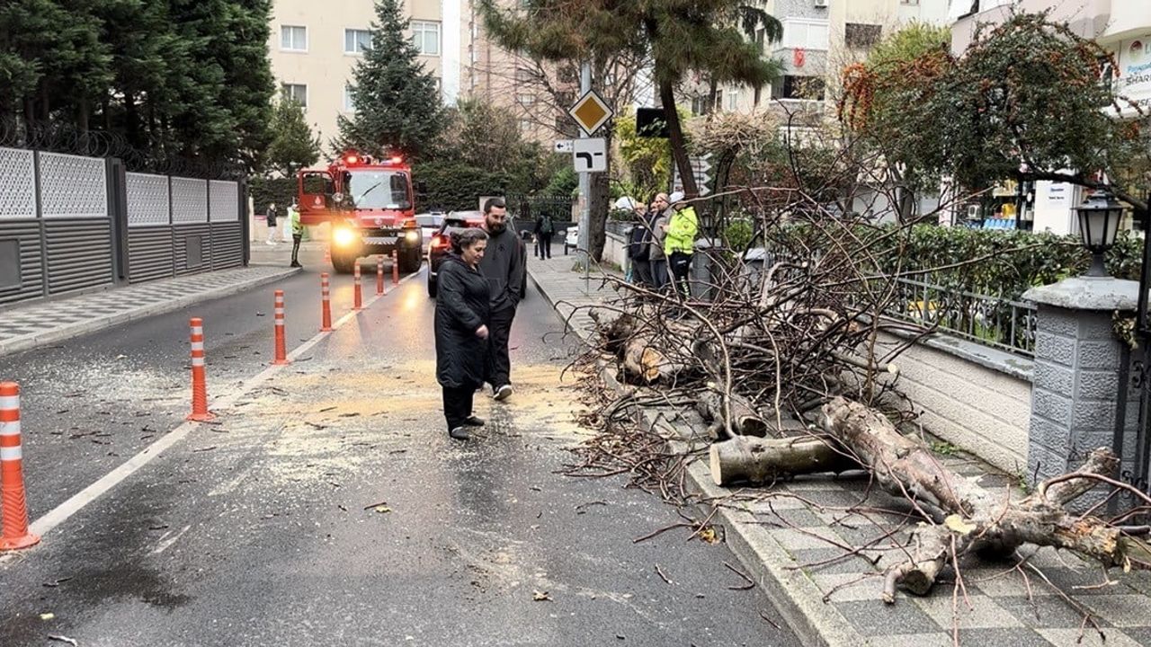Kadıköy'de Kaldırımdan Yola Devrilen Ağaç Panik Yarattı