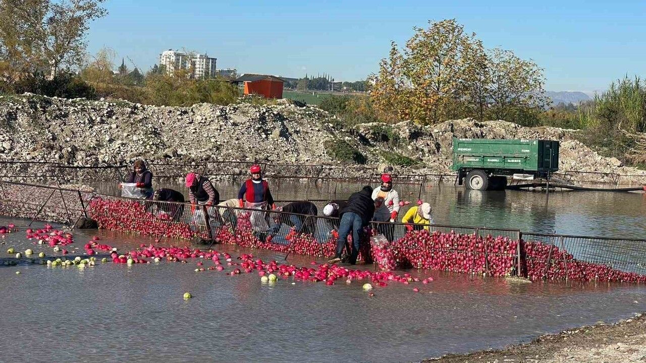 Kadirli'de Turp Mesaisi: Kadınlar Soğuk Suda Ekmek Mücadelesi