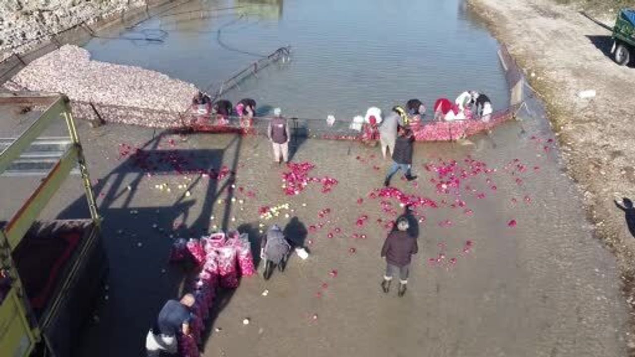 Kadirli'de Turp Mesaisi: Kadınlar Soğuk Suda Ekmek Mücadelesi